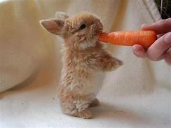 Image result for baby bunny eating carrot