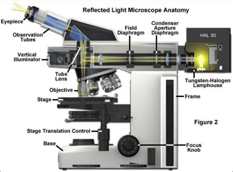 Optical Microscope Basics 的图像结果