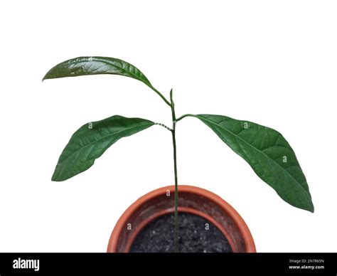 Image result for Small Avocado Tree