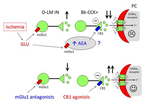 Cells | Special Issue : The Role of Metabotropic Glutamate Receptors in ...