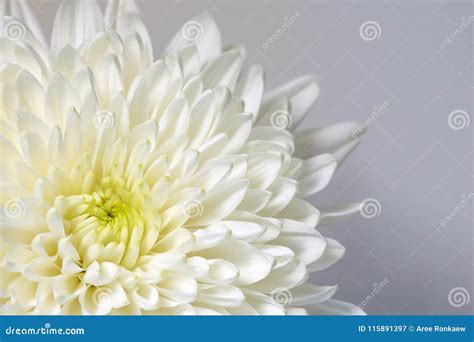 Mum White Flower, White Flower Stock Image - Image of plant, close ...