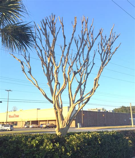 Image result for Pruning Crape Myrtle Tree
