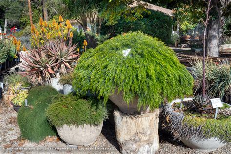 San Marcos Growers: an epic nursery about to sail into the sunset