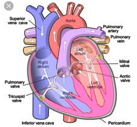 Skerch.+Diagram.+Of.+A.+Heart - Brainly.in