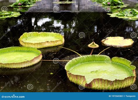 Giant Lily Pads Royalty-Free Stock Image | CartoonDealer.com #45696226
