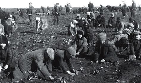 Голод 1946-1947 рр.: причини і наслідки | #ТЕГ