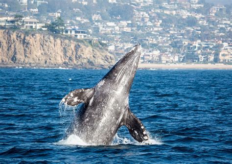 Newport Whale Watching