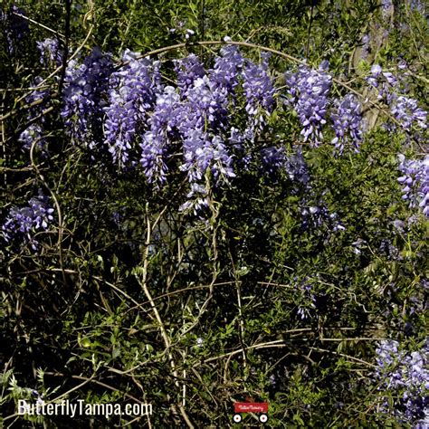 American Wisteria - Wisteria frutescens – Little Red Wagon Native Nursery