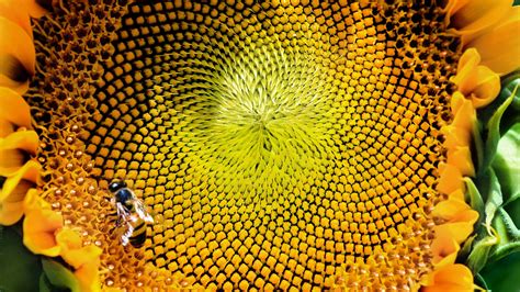 Image result for Math Nature