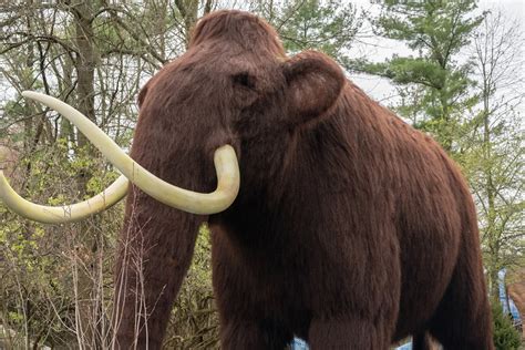 8 Cool Facts about Ice Age - Pittsburgh Zoo & Aquarium