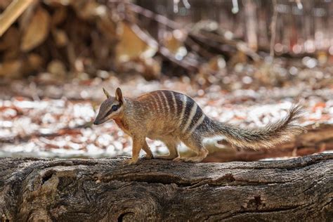 A lifeline for Australia’s threatened animals | Shepparton News