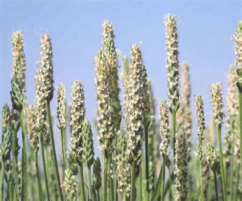 Plantago Ovata - Isabgol Manufacturer, Plantago Ovata - Isabgol Supplier