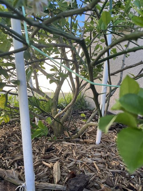 Image result for Lemon Tree Pruning