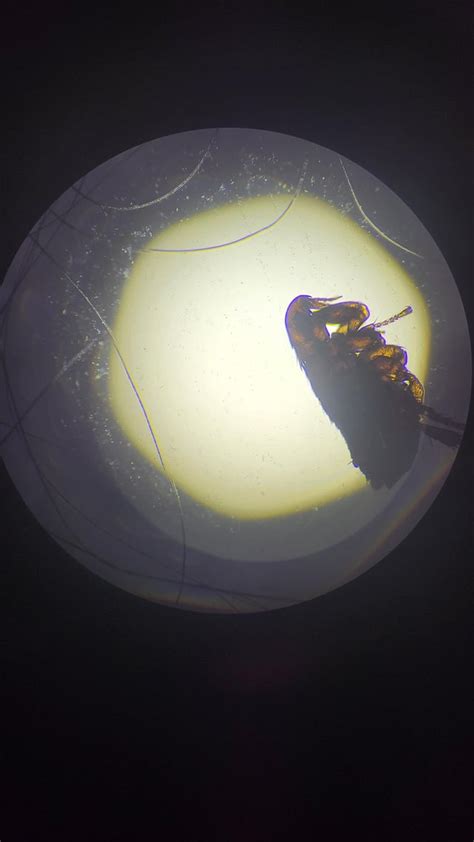 Flea Microscope 的图像结果