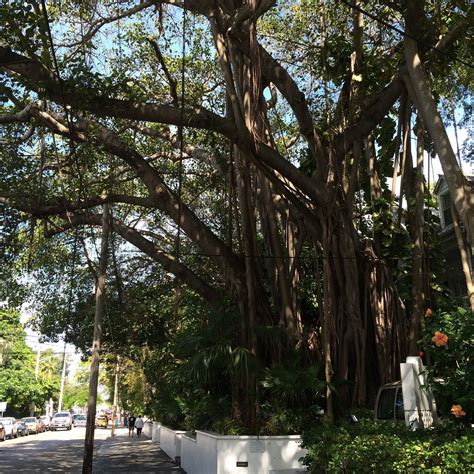 THE BANYAN RESORT (Key West) - Inn Reviews & Photos - Tripadvisor