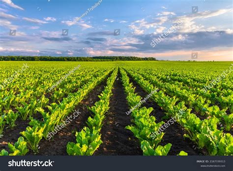 17,016 Beets Field Images, Stock Photos & Vectors | Shutterstock
