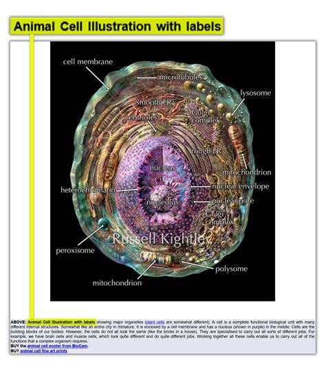 फैक्ट चेक: जिसे बताया जा रहा इंसानी कोशिका की असली तस्वीर, वो है Animal ...