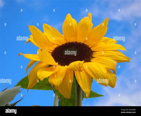 Flowers and colours Stock Photo - Alamy