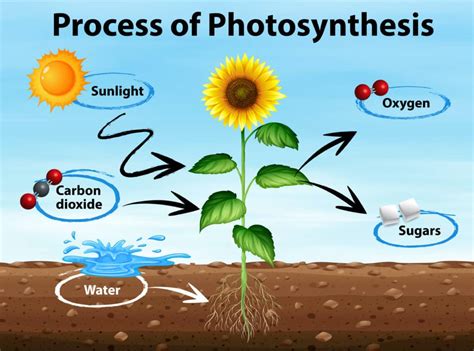 Image result for Basic Photosynthesis