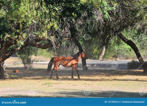 Arizona Landscape with Salt River Wild Horses Stock Image - Image of ...