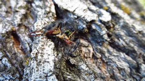 Image result for Pixel Animation GIF Moth