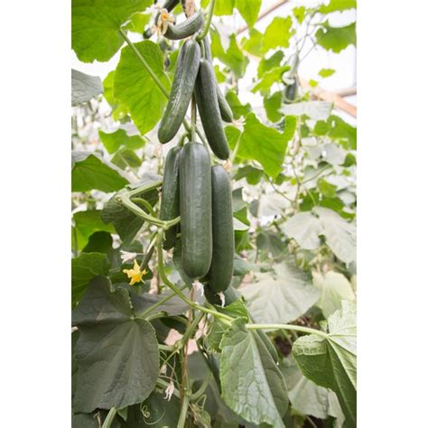 Cucumber Seeds | Mini | MULTISTAR RZ F1 | Rijk Zwaan