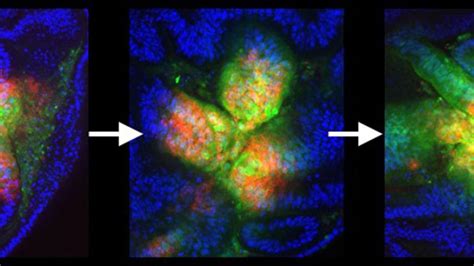 Molecular Genetics Lab 的图像结果