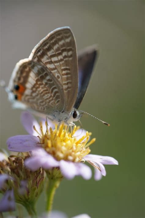 Image result for Flutter Webview Source Code