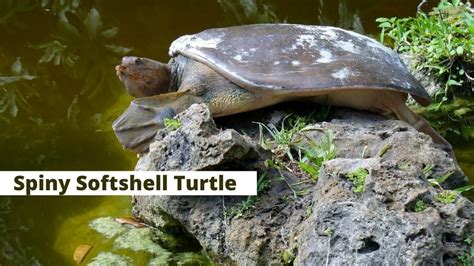 Image result for Soft Shell Turtle Tank