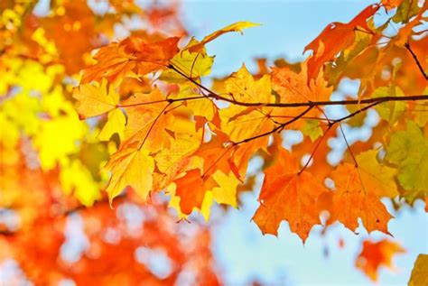 秋天的枫叶摄影图片_大图网图片素材