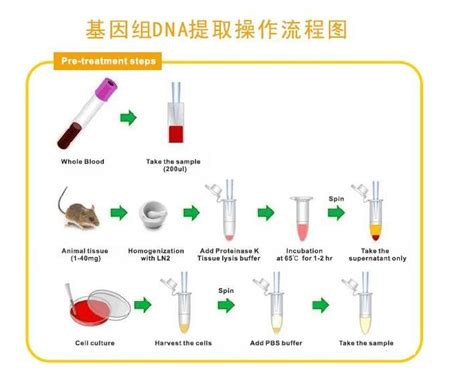 分子克隆和质粒载体构建服务_分子生物学实验-上海研谨生物科技有限公司