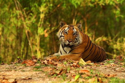Kanha National Park-Tiger Reserve of Madhya Pradesh