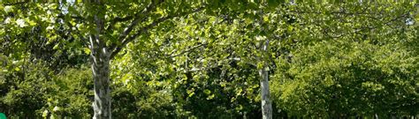 Image result for Miami Heat Tree-Planting Project