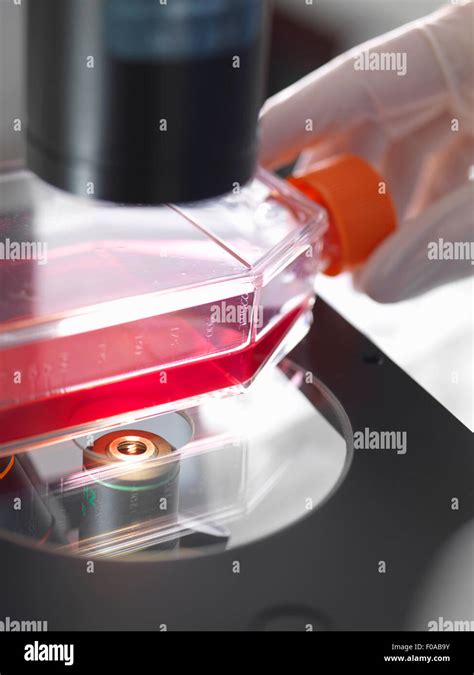 Lab Microscope 的图像结果