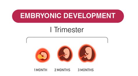 First-Trimester Weeks 的图像结果