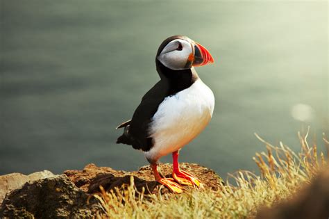 Puffins Starve in Gulf of Maine - Environmental Watch