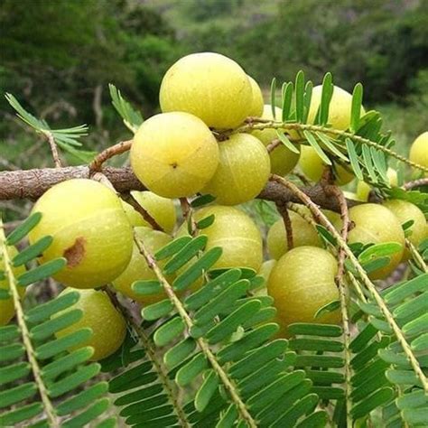 Amla Live Plant Indian Gooseberry for Backyard Gardening Pack of 1 ...