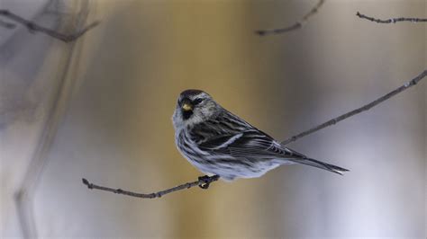 Download wallpaper 1920x1080 redpoll, bird, branch full hd, hdtv, fhd ...