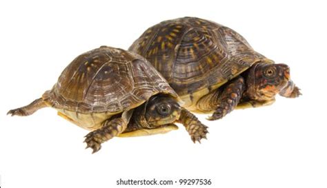 Image result for Female Box Turtle