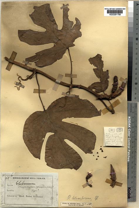 Rhaphidophora tetrasperma Hook.f. | Plants of the World Online | Kew ...