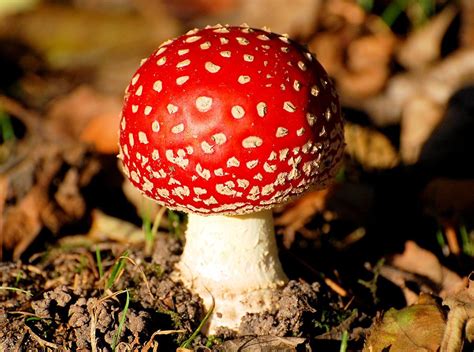 Image result for Mushroom Huge Dataset Classification Python