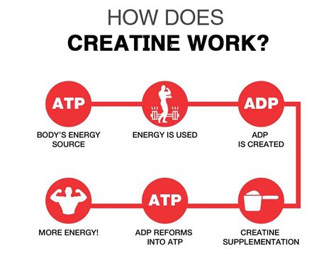 Supplement Guide: Should You Cycle Creatine? – Fitness Volt