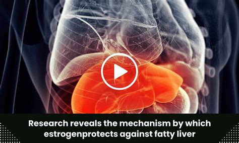 Research reveals the mechanism by which estrogen protects against fatty ...