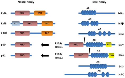 The Role of the Transcriptional Regulation of Stromal Cells in Chronic ...