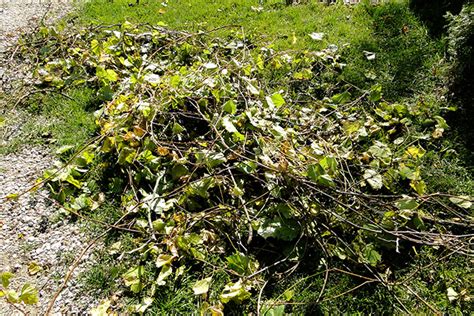 Grapevine Tutorial 的图像结果