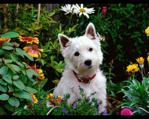 Free Wallpapers and Screensavers Dogs - WallpaperSafari