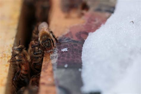 Do Bees Hibernate? - Beekeeping 101