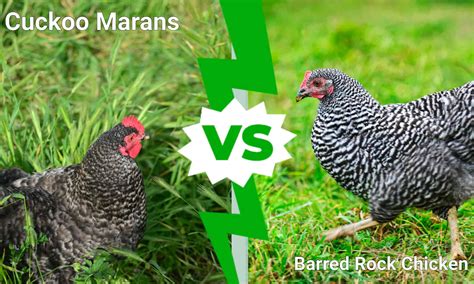 Difference Between Barred Rock Hen And Rooster