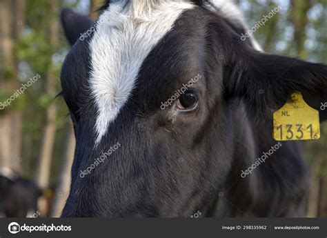Brown Swiss Cow Eyes