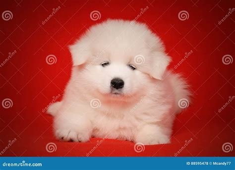 White Puppy of Samoyed Dog on Red Background. Stock Photo - Image of ...